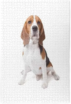 Beagle Dog,Portable Wooden Jigsaw Puzzle for Adults,Beagle Dog Posing,Birthday Gift for Family and Friends,Brown White Plastic Box Storage 1000PCS