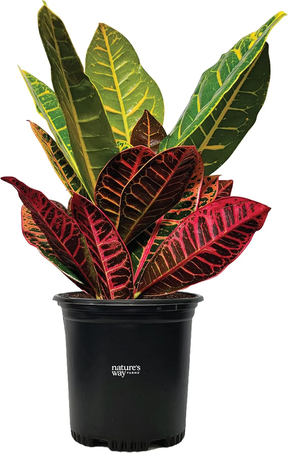 Nature’s Way Farms Croton Petra Live Plant (18-24 in. Tall) in Growers Pot