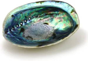 Ocean Shell Studios 5-6 inches Premium Natural Abalone (Pāua) Shell for Smudging, Cleansing Home, Meditation, Shell Crafts,Incense Holder, Home Décor, 100% Natural, Sustainable.