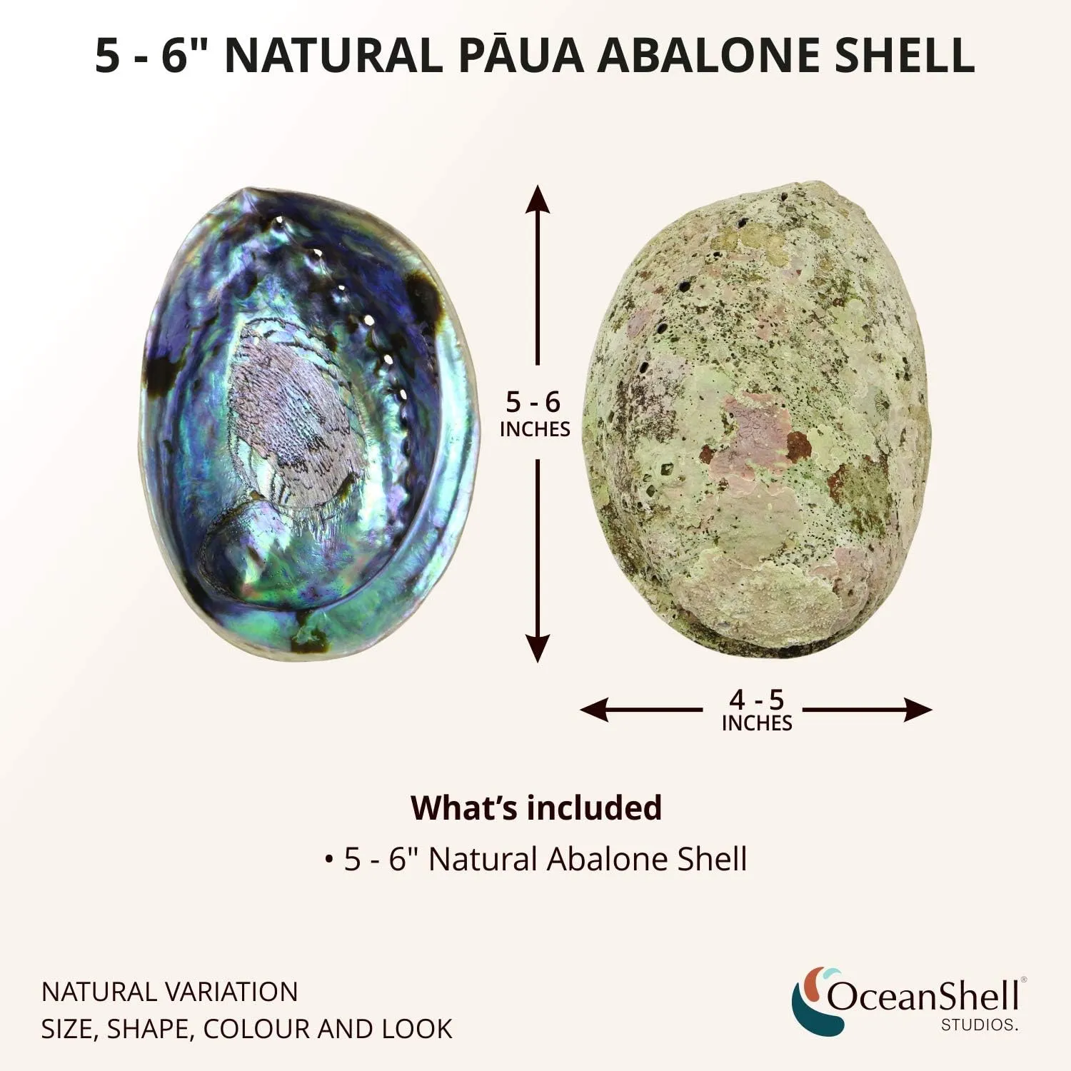 Ocean Shell Studios 5-6 inches Premium Natural Abalone (Pāua) Shell for Smudging, Cleansing Home, Meditation, Shell Crafts,Incense Holder, Home Décor, 100% Natural, Sustainable.