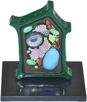 Plant Model Toy Equipment Accessories Portable Men Women Teaching Aid Biology Model for Study Classroom Teaching