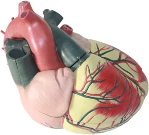 Teaching Model,Large Natural Human Heart Anatomy Model 5X Magnification Heart Model with Clear Texture and 3 Detachable Parts for Teaching Demonstration and Explanation